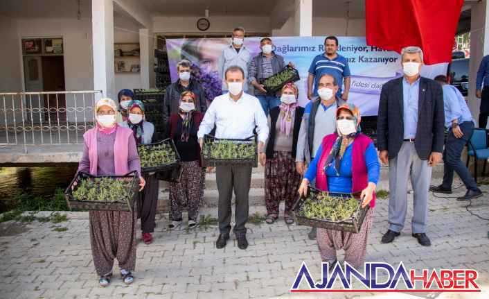 Büyükşehir'den Çiftçiye Lavanta Fidesi Desteği