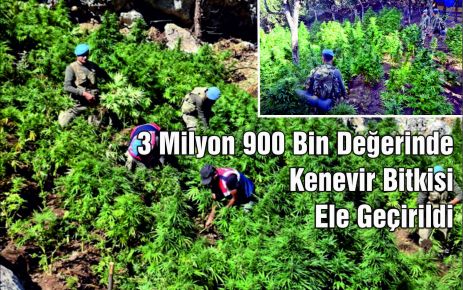  3 Milyon 900 Bin Değerinde  Kenevir Bitkisi  Ele Geçirildi