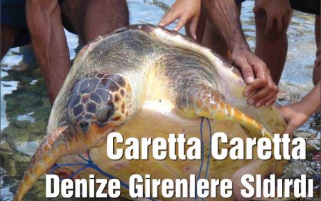  Caretta Carettalar Tehlike Saçmaya Başladı