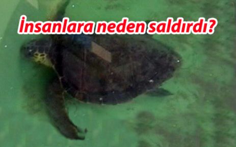 İnsanlara neden saldırdı?