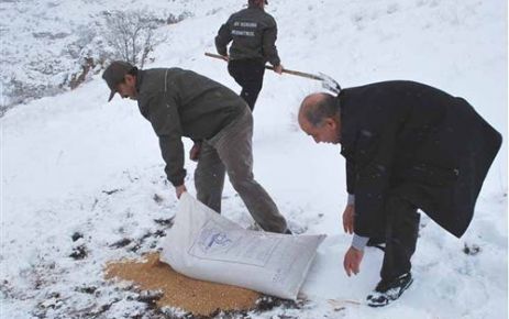 Mersin'de Doğaya 2 Ton Yem Bırakıldı