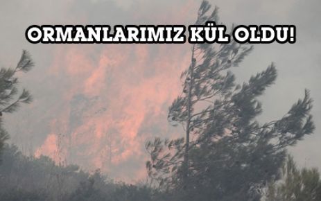 Ormanlarımız kül oldu