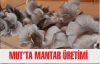 Mut'ta Mantar Üretimi